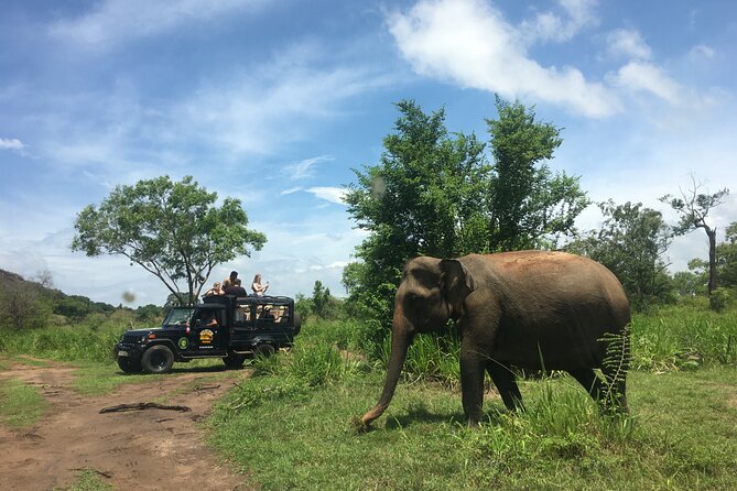 Minneriya National Park halfday Safari - Jeep crowds and responsible viewing