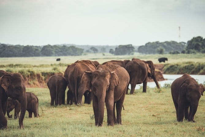 Minneriya National Park : Private Safari - Why Minneriya is famous for elephants