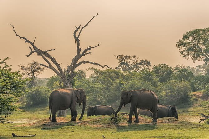 Minneriya National Park : Private Safari - The 2:30 pm start and the evening light