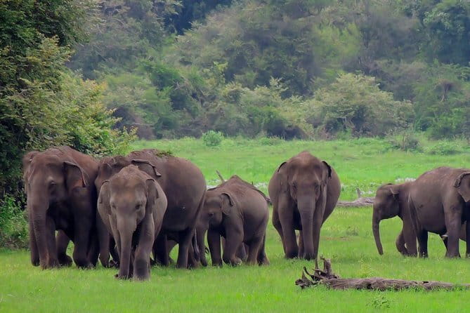 Minneriya National Park : Private Safari - Who should book this Minneriya safari?