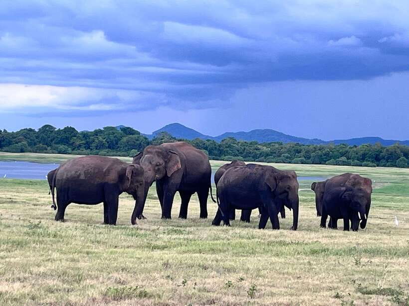 Minneriya National Park : Private Safari - My verdict on the elephant gathering