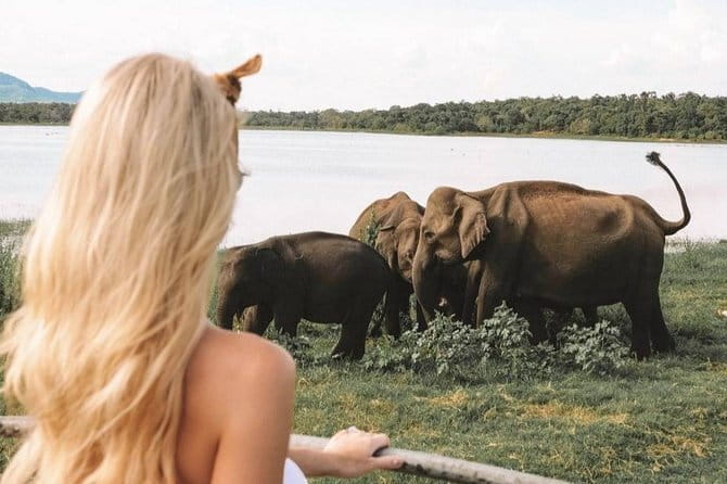 Minneriya National Park : Private Safari - Pickup, entrance, and the private jeep