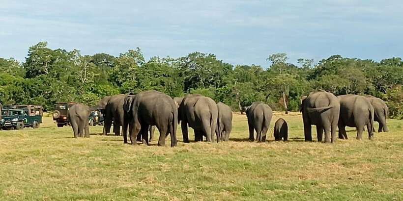 Minneriya National Park Safari - Entrance Fee Included - Key points to know before you book