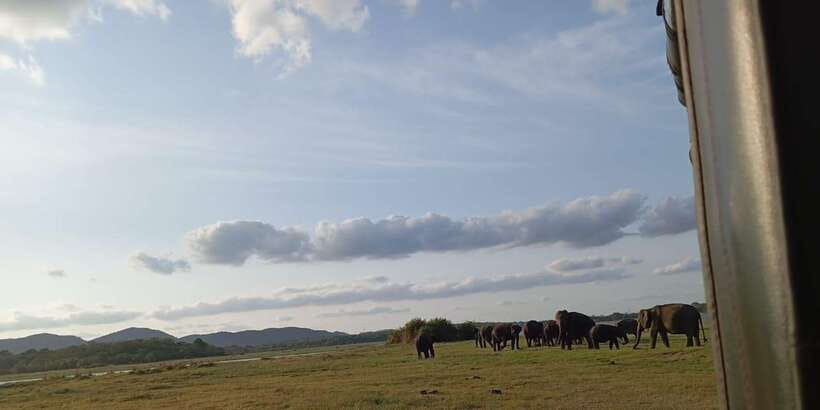 Minneriya National Park Safari - Entrance Fee Included - What the 3.5-hour park visit feels like