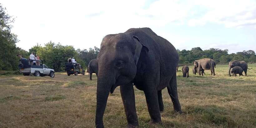 Minneriya National Park Safari - Entrance Fee Included - The Elephant Gathering and the best time to go