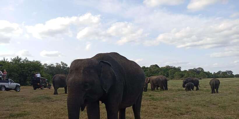 Minneriya National Park Safari - Entrance Fee Included - What the $110 price includes