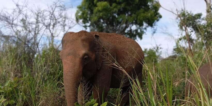 Minneriya National Park Safari - Entrance Fee Included - What to bring for a comfortable ride