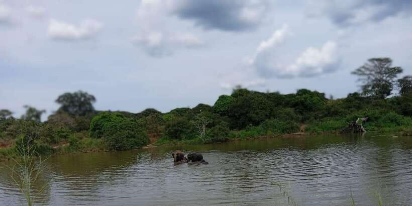 Minneriya National Park Safari - Entrance Fee Included - Who will get the most from this safari