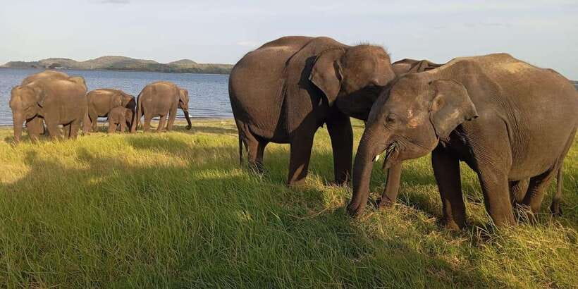 Minneriya National Park Safari - Entrance Fee Included - Pickup from Sigiriya, Habarana, Dambulla, and nearby areas