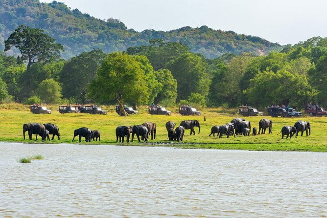 Minneriya National Park Safari from Habarana - Leaving Habarana at 2:00 pm