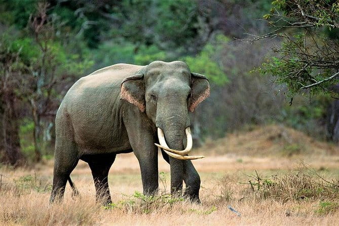 Minneriya National Park Safari from Habarana - The elephant experience, from babies to large groups
