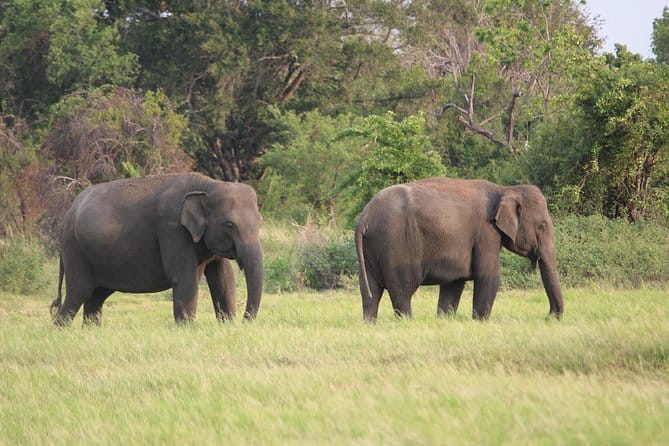 Minneriya National Park Safari from Habarana - Crowds, quiet moments, and the limits of privacy