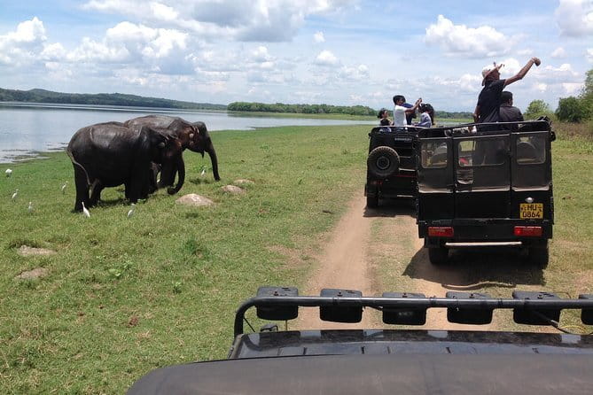 Minneriya National Park Safari from Habarana - What the $30 price really covers