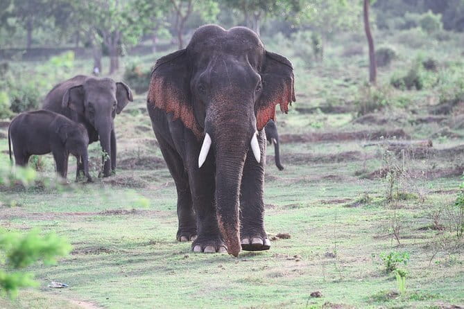 Minneriya National Park Safari from Habarana - How to prepare for the afternoon drive