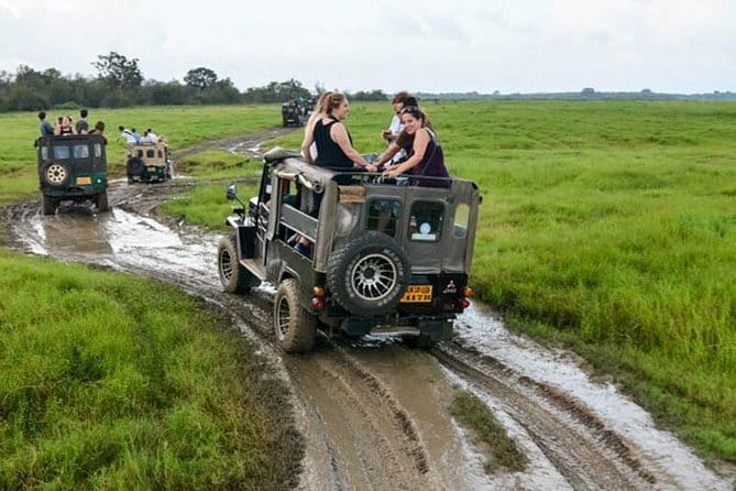 Minneriya National Park Safari [private , full package] - A private Jeep, but not a private park