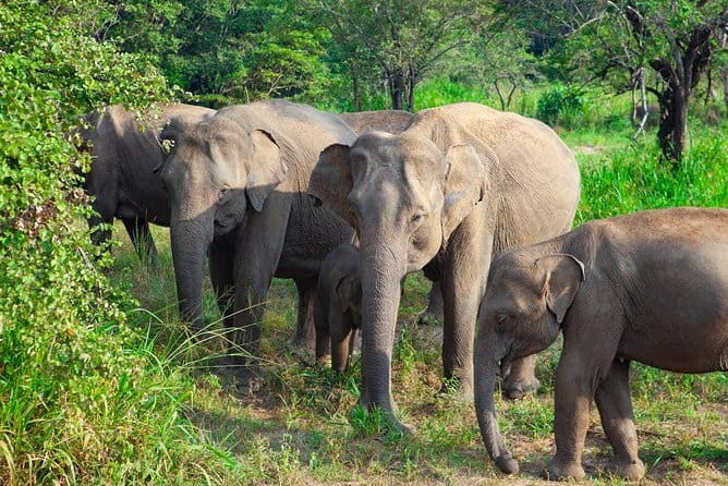 Minneriya National Park Safari [private , full package] - Morning or afternoon: choosing your departure