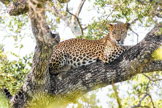 Minneriya National Park Safari [private , full package] - Is the $100 price good value?