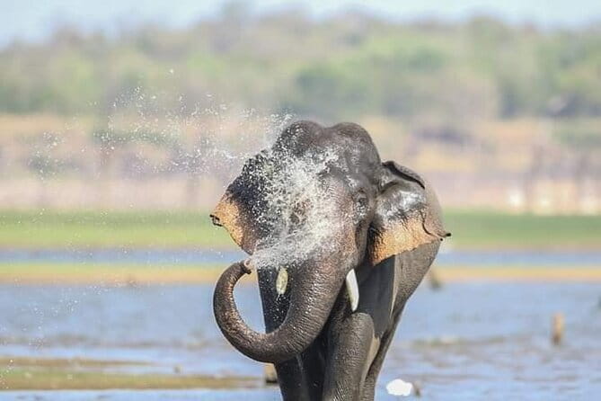 Minneriya National Park Safari [private , full package] - From Dambulla to the park entrance