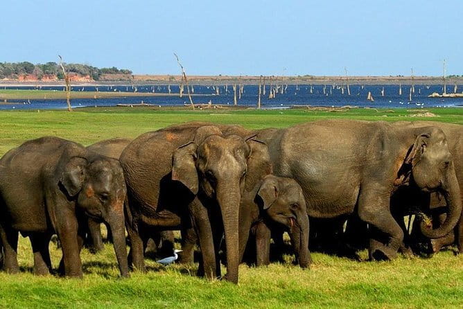 Minneriya National Park Safari - Private Jeep with Hotel Pickup - The main drawbacks to consider