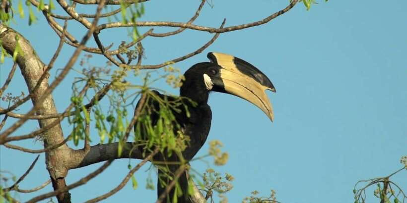 Minneriya: Private Jeep Safari From Trincomalee - FAQ