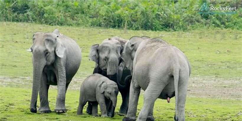 Minneriya: Private Jeep Safari From Trincomalee - The elephant gathering is the real reason to go