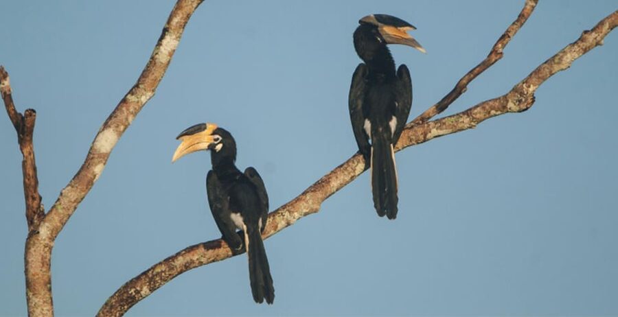 Minneriya: Private Jeep Safari From Trincomalee - The three stops after the park
