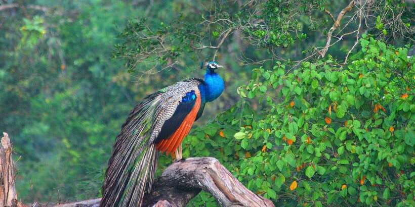 Minneriya: Private Jeep Safari From Trincomalee - What the $159 price really covers