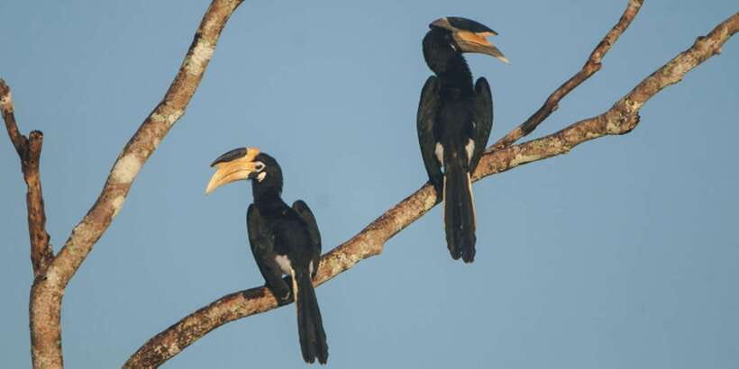 Minneriya: Private Jeep Safari From Trincomalee - Comfort, safety, and the limits of the day
