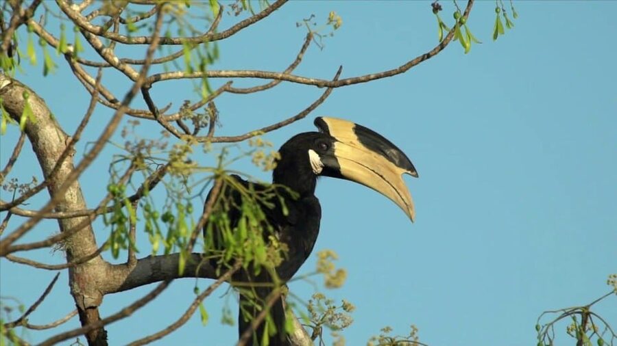 Minneriya: Private Jeep Safari From Trincomalee - Who will get the most from this safari