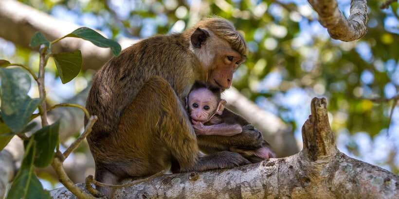 Minneriya: Private Jeep Safari From Trincomalee - Should you book this Minneriya safari?