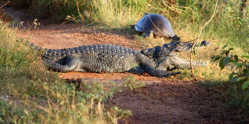 Minneriya: Private Jeep Safari From Trincomalee - Leaving Trincomalee in a private vehicle