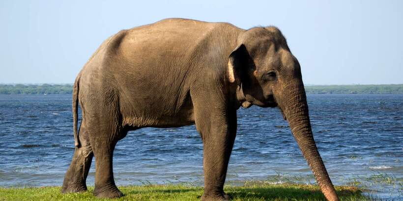 Mirissa/Weligama/Galle/Tangalle: Drop to Ella & Yala Safari - A clever way to connect the coast and Ella