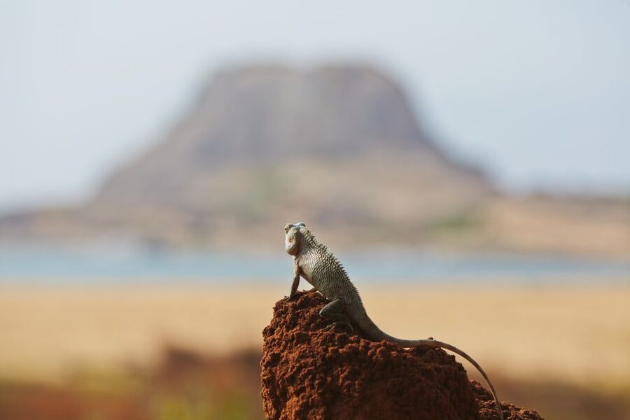 Mirissa/Weligama/Galle/Tangalle: Drop to Ella & Yala Safari - Should you book the Yala transfer to Ella?