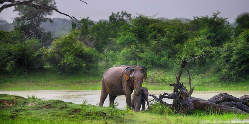 Mirissa/Weligama/Galle/Tangalle: Drop to Ella & Yala Safari - The animals you may see at Yala