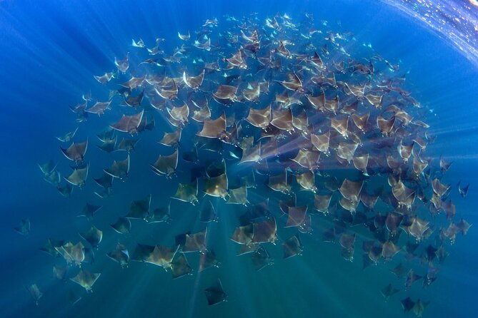 Mobula Ray and Ocean Safari Day Trip - Why the mobula encounter is worth the early alarm