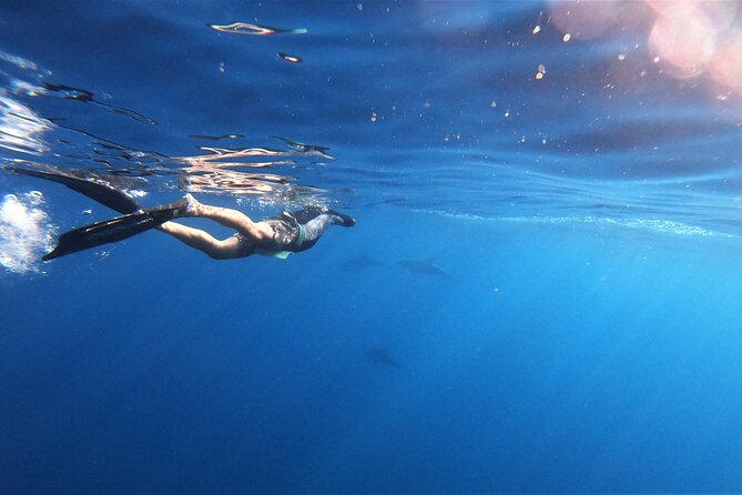 Mobula Ray and Ocean Safari Day Trip - Snorkeling with rays in their own habitat