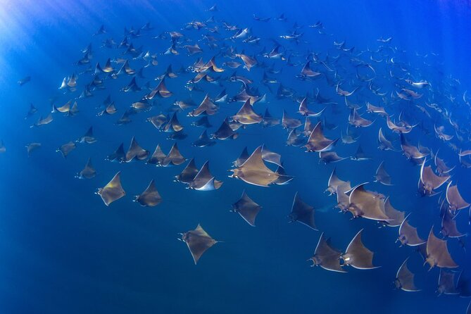 Mobula Ray and Ocean Safari Day Trip - The return drive to Cabo