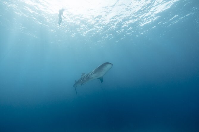Mobula Ray and Ocean Safari Day Trip - What $315 buys you