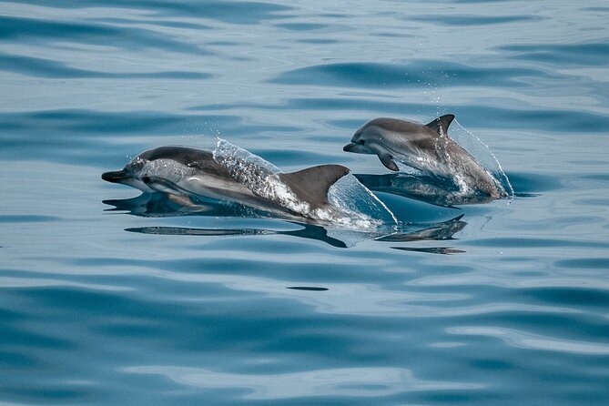 Mobula Ray and Ocean Safari Day Trip - Who should book this ocean safari