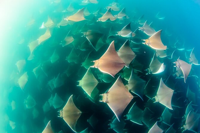 Mobulas Safari and Wildlife in La Ventana with a Marine Biologist - Why the Sea of Cortez makes this a special day