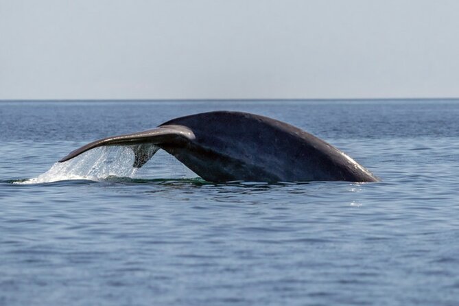 Mobulas Safari and Wildlife in La Ventana with a Marine Biologist - Cerralvo Island brings a change of pace