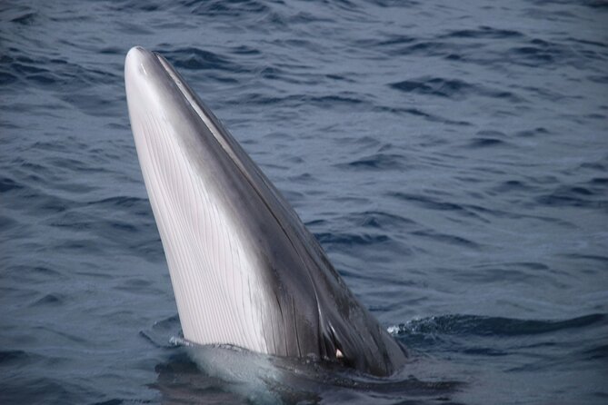 Mobulas Safari and Wildlife in La Ventana with a Marine Biologist - Lunch on a secluded beach