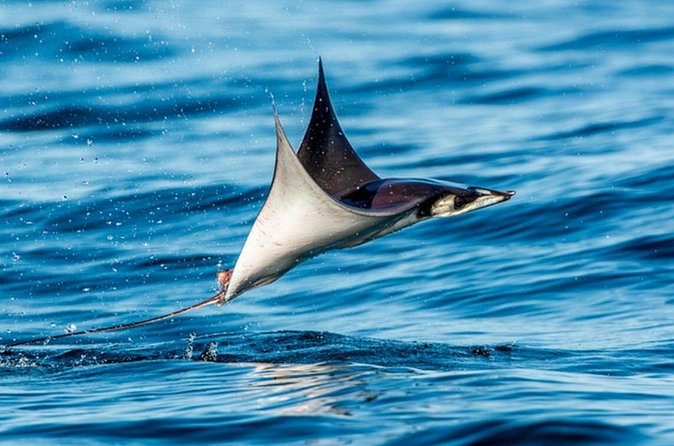 Mobulas Safari and Wildlife in La Ventana with a Marine Biologist - What Hamza and the boat crew add