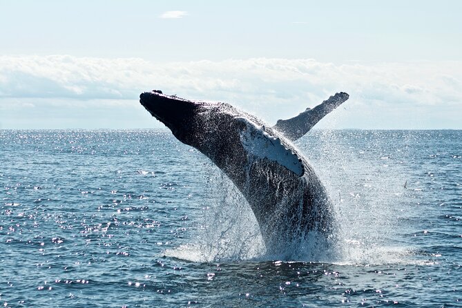 Mobulas Safari and Wildlife in La Ventana with a Marine Biologist - A 7:00 am start from Playa Central