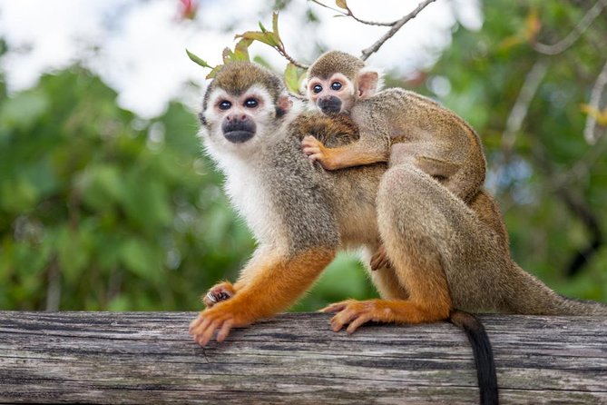 Monkeyland and Plantation Safari Tour from Punta Cana - Riding uphill to Monkeyland