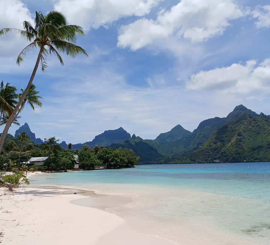 Moorea : Safari Nature and Culture Tour with local guide - The distillery stop finishes with local flavors