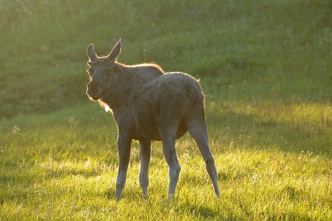 Moose Safari Bodo, Norway, Meet the Largest Land Animal in Europe - Why this Bodø safari is different