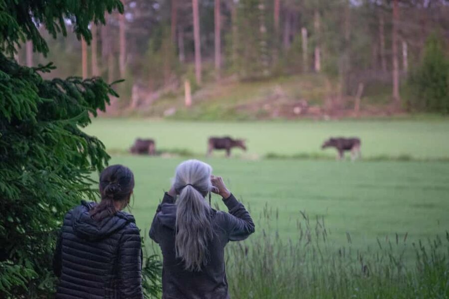 Moose safari with campfire dinner from Helsinki - Key points at a glance