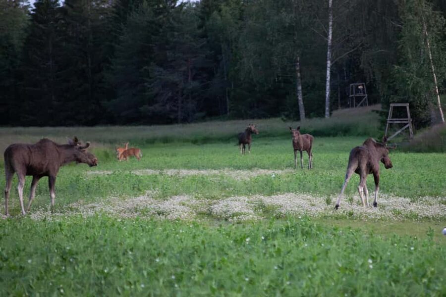 Moose safari with campfire dinner from Helsinki - From central Helsinki to Porkkala Peninsula