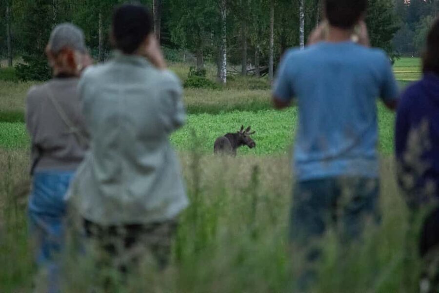 Moose safari with campfire dinner from Helsinki - 2.5 hours of wildlife viewing after sunset